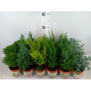 Conifers   ...mix