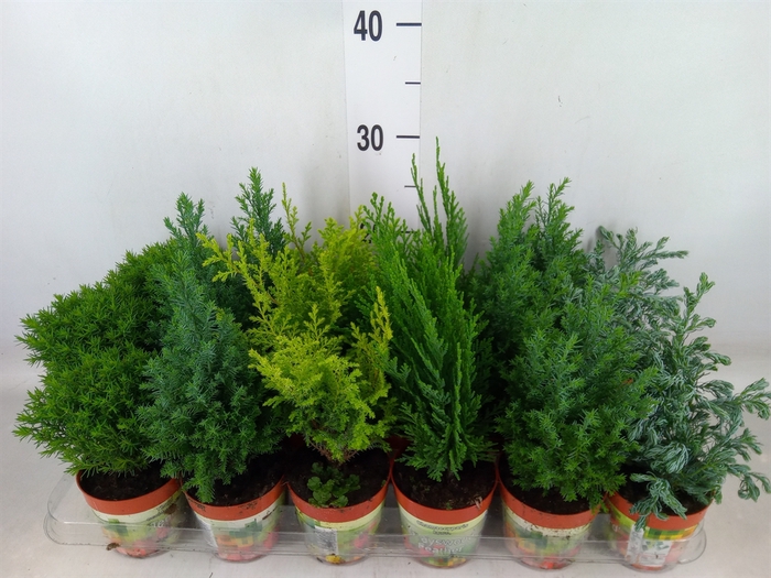 <h4>Conifers   ...mix</h4>
