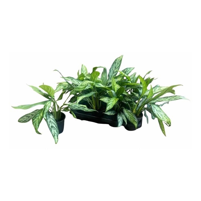 <h4>AGLAO SILVER QUEEN</h4>