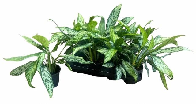 <h4>AGLAO SILVER QUEEN</h4>