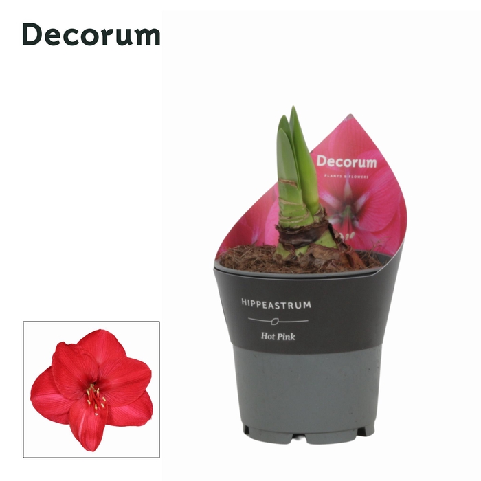 <h4>Amaryllis Hot Pink in Potkraag (Decorum)</h4>