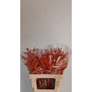 ILEX VE ORANGE GLOW