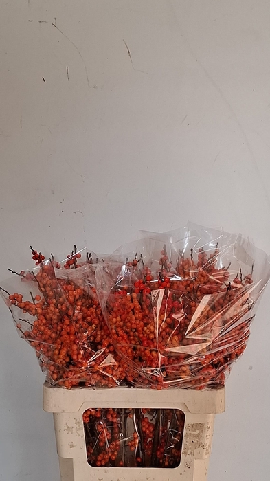 <h4>ILEX VE ORANGE GLOW</h4>