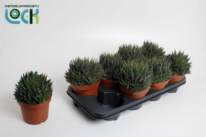 <h4>Aloe Aristata</h4>