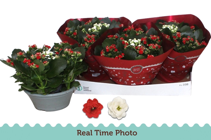 <h4>KAL GE GEM 2 KL</h4>