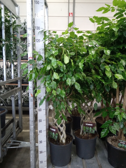 <h4>Ficus benja. 'Exotica'</h4>