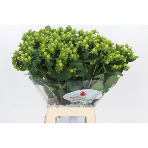 Hypericum Green Power