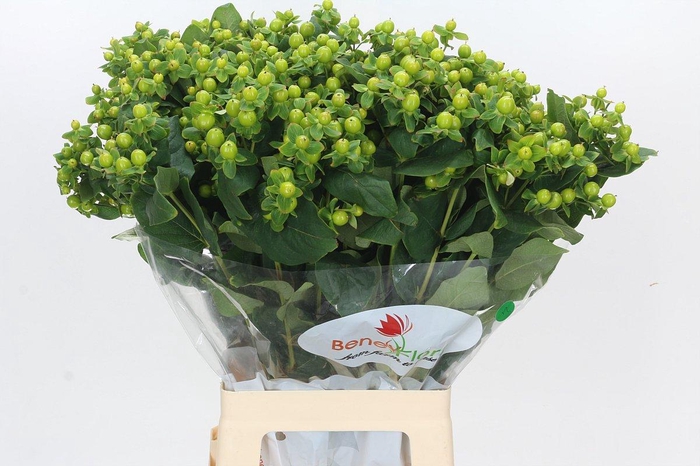 <h4>Hypericum Green Power</h4>