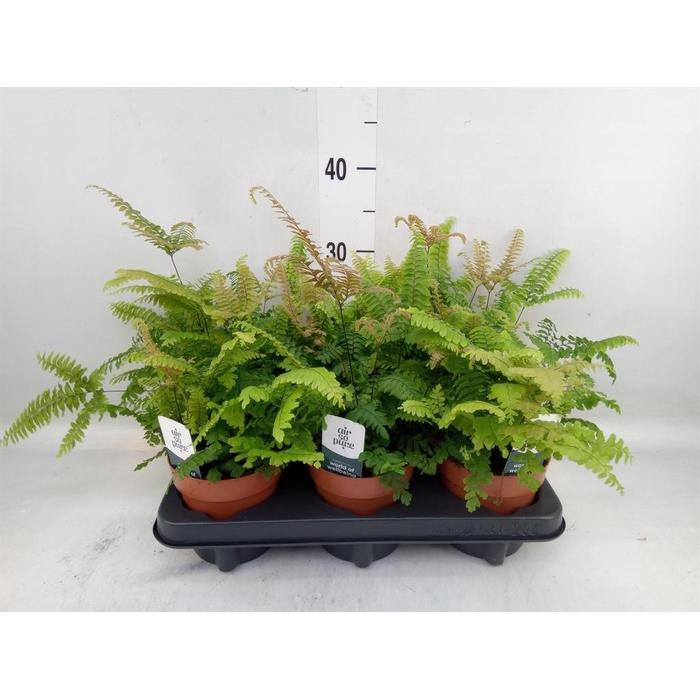 <h4>Adiantum tenerum 'Scutum Roseum'</h4>