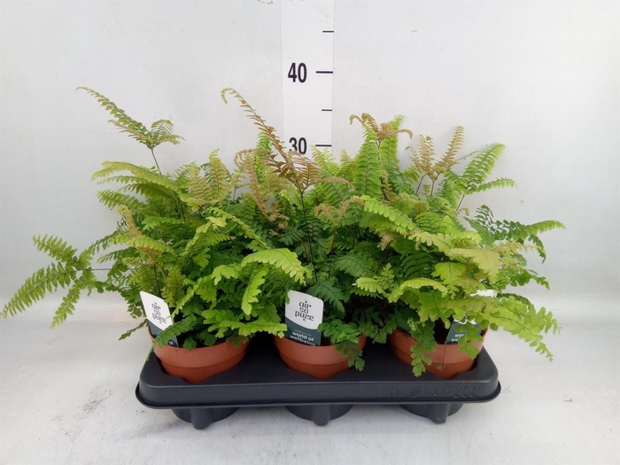 Adiantum tenerum 'Scutum Roseum'