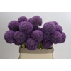 Allium Grootbloemig