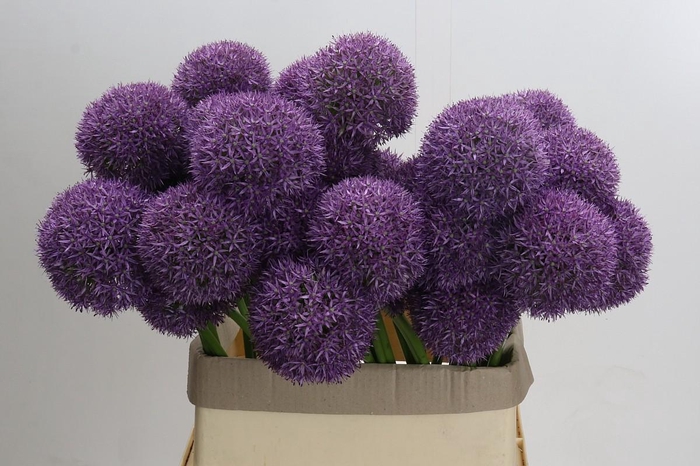 <h4>Allium Grootbloemig</h4>