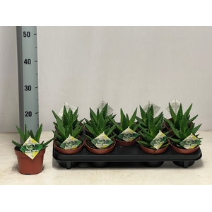 ALOE PERFOLIATA
