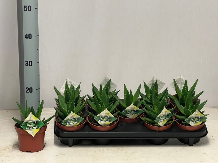<h4>ALOE PERFOLIATA</h4>