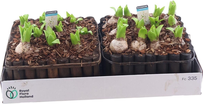 <h4>Arr Hyac 12 Pp In Hout</h4>