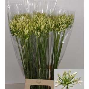 Agapanthus Gletsjer Gijzenberg