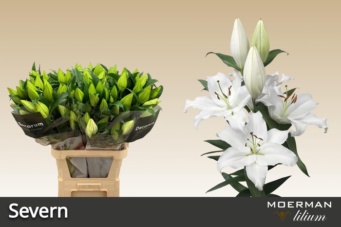 <h4>LI OR SEVERN</h4>