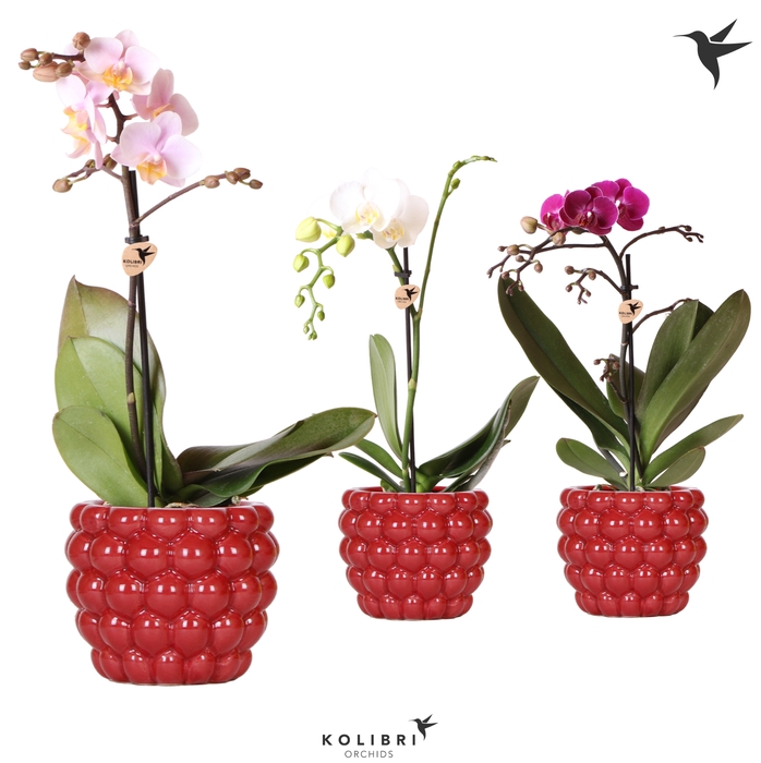 <h4>Phal Kolibri Gemengd 1 Tak Keramiek Berry</h4>