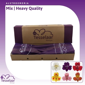 Alstroemeria Mix | Heavy Quality