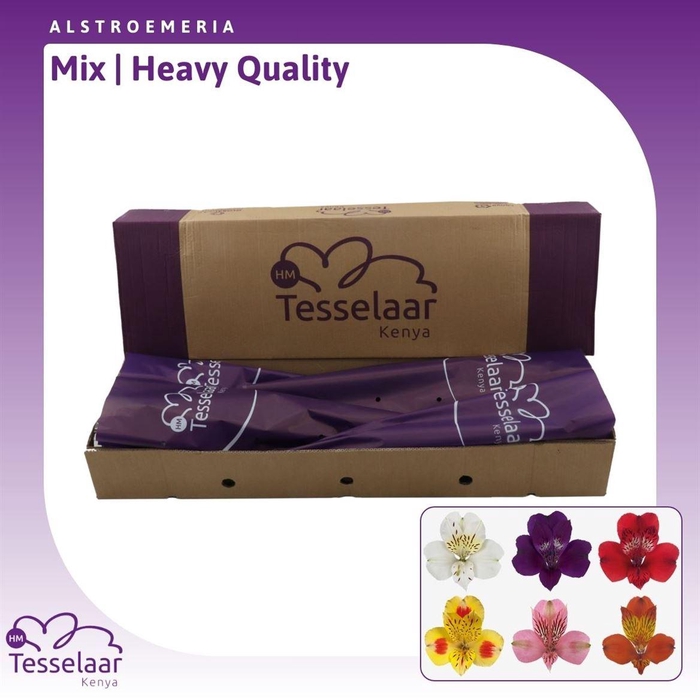 <h4>Alstroemeria Mix | Heavy Quality</h4>