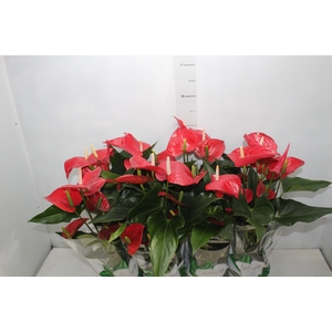ANTHURIUM FELICITA P15 VERMELHO