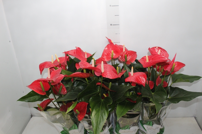 <h4>ANTHURIUM FELICITA P15 VERMELHO</h4>