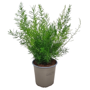Asparagus Sprengeri