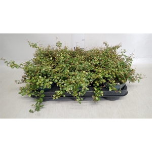 Muehlenbeckia com. 'Mao'ri'