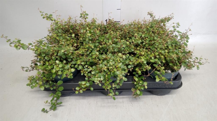 <h4>Muehlenbeckia com. 'Mao'ri'</h4>