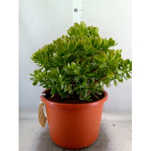 Crassula ovata