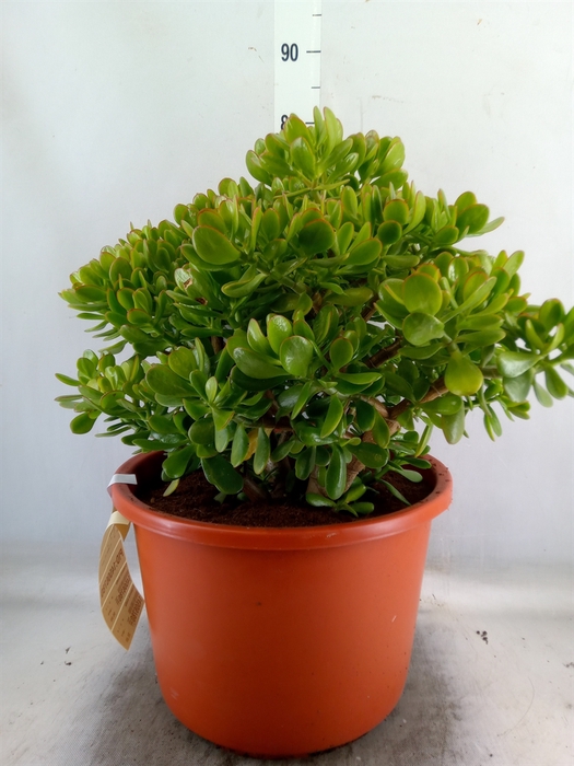 <h4>Crassula ovata</h4>