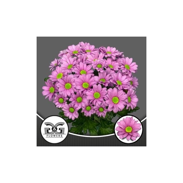 <h4>G&G Flowers Ballerina's Naaldwijk</h4>