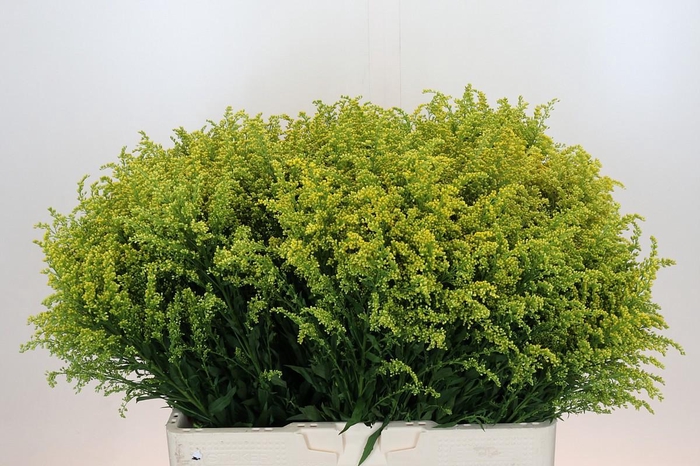 <h4>Soli Bareight</h4>