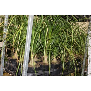 BEAUCARNEA P17