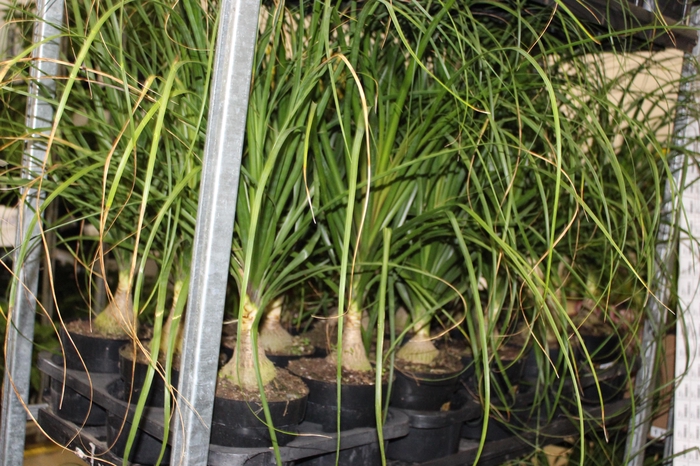<h4>BEAUCARNEA P17</h4>