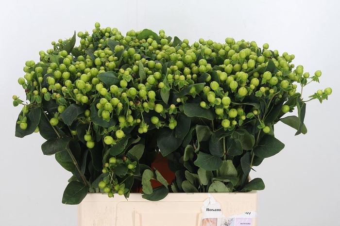 <h4>Hyp Mag Gr Revival</h4>