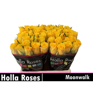 R GR MOONWALK