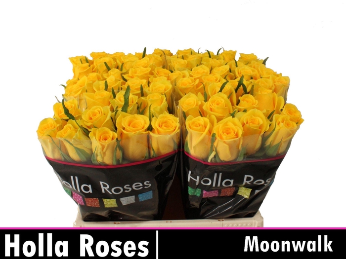 <h4>R GR MOONWALK</h4>