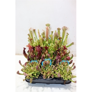Sarracenia Ov