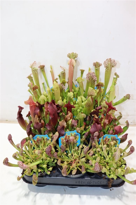 <h4>Sarracenia Ov</h4>