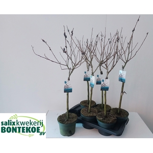 SALIX  MELANOSTACHYS