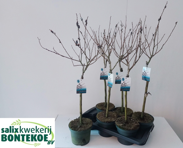 <h4>SALIX  MELANOSTACHYS</h4>