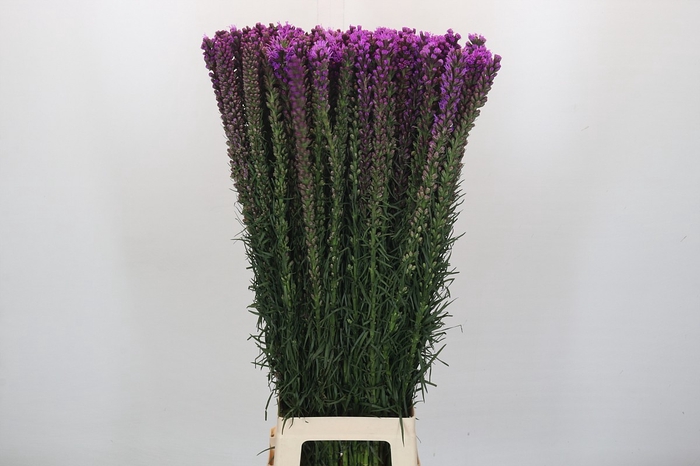 Liatris Spicata