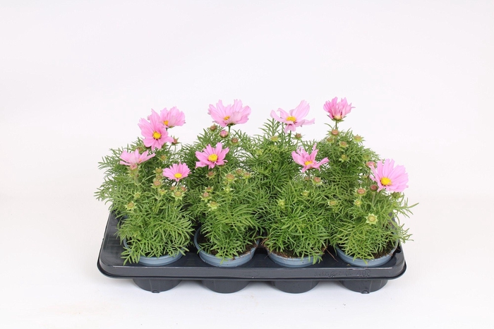<h4>Cosmos bipinnatus 'Sonata Pink'</h4>