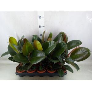 Ficus elastica 'Robusta'