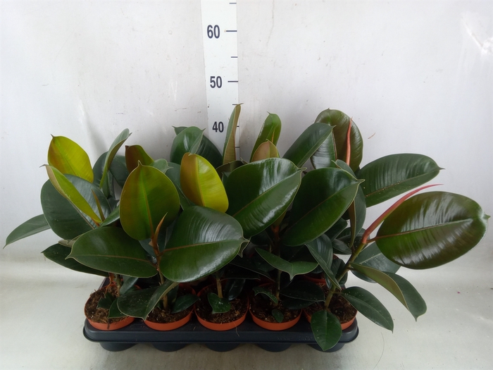 <h4>Ficus elastica 'Robusta'</h4>