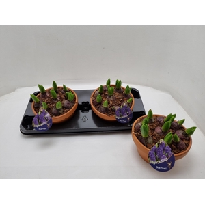 Hyacint Arrangement 20Ø 15cm