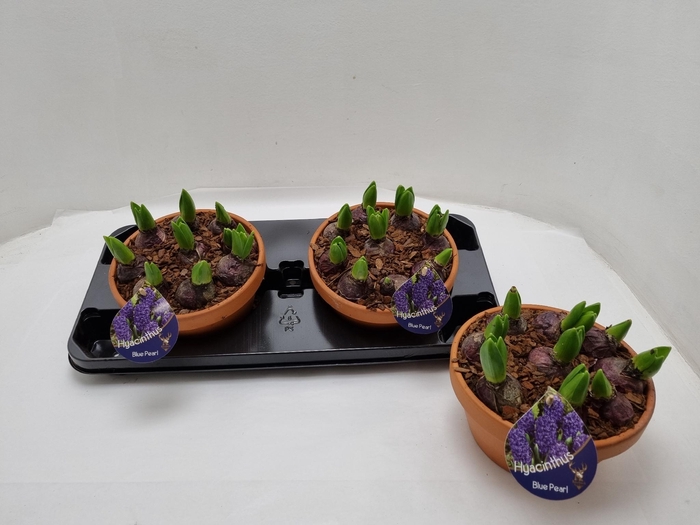 Hyacint Arrangement 20Ø 15cm