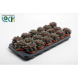 Echeveria Purpusorum