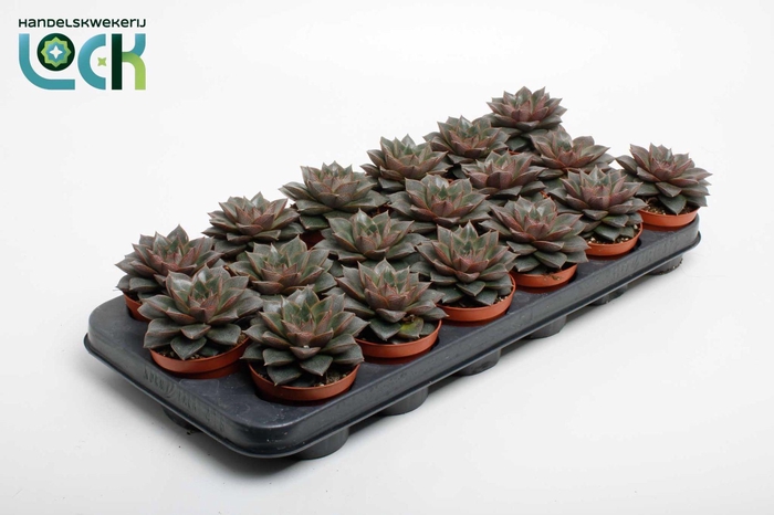 <h4>Echeveria Purpusorum</h4>